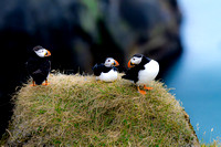 Puffins of Iceland