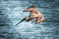 Pelican dive