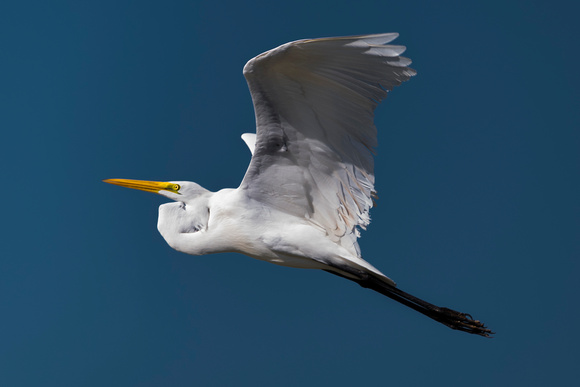Early Egret